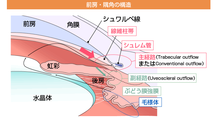 前房・済角の構造